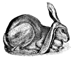 Half-Lop RabbitIllustration byCharles Darwin, 1868