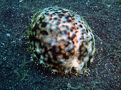 The tiger cowry was named Cypraea tigris in 1758.