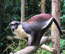 A captive Diana monkey