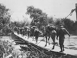 Men and camels of the Imperial Camel Corps Brigade crossing a pontoon bridge over the River Jordan.