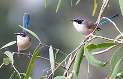 Male and female purple-crowned fairywren (subspecies macgillivrayi)