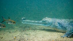 Gharial underwater