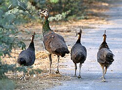 A peahen with chicks