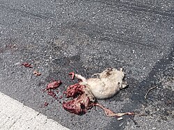 The corpse of a cat that was crushed due to a traffic accident