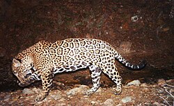 El Jefe, a jaguar in Arizona