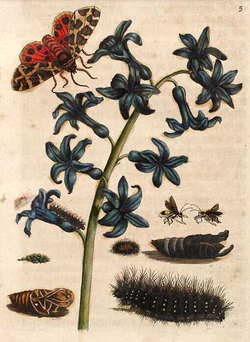 Parasitoid wasps (centre right) with their garden tiger moth host, by Maria Sibylla Merian