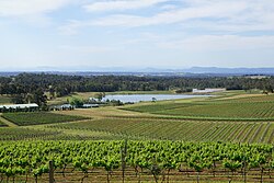 Vineyards in the Hunter Region