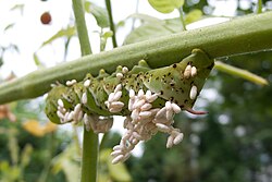 Manduca sexta parasitised by braconid wasps