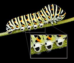 Caterpillar prolegs on Papilio machaon