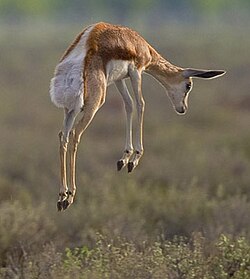"Behaviour with a purpose": a young springbok stotting. A biologist might argue that this has the function of signalling to predators, helping the springbok to survive and allowing it to reproduce.[105][106]