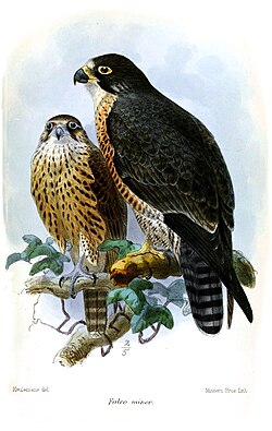 Illustration of the subspecies F. p. minor by Keulemans, 1874