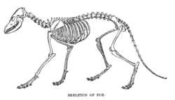 Fox skeleton