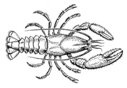 Segments of a crayfish exhibit metamerism