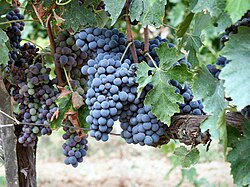 In the 1970s, Italian winemakers started to blend Cabernet Sauvignon with Sangiovese (pictured) to create wines known as "Super Tuscans".