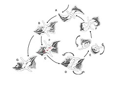 Mating behaviour of Elysia timida