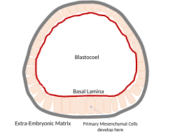 Sea urchin blastula