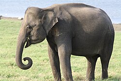Elephant in Sri Lanka