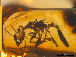 Aphaenogaster dlusskyana worker in amber