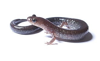Sexual selection has been studied in the red back salamander