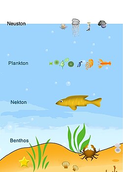 The four main types of aquatic animals: neustons, planktons, nektons and benthos
