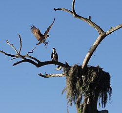 Many raptors, like the osprey, use the same huge platform nest for years, adding new material each season.
