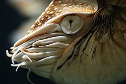 The primitive nautilus eye functions similarly to a pinhole camera.