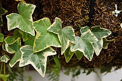 A variegated Hedera helix cultivar