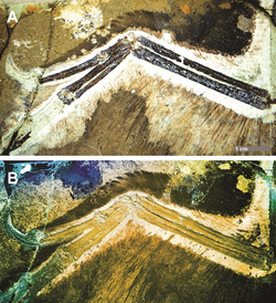 Wing of STM-0-144 including the skin outline (white areas) and remains of the feathers (dark areas)