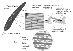 Feather microstructure showing interlocking barbules