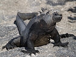 Marine iguana of the Galapagos Islands evolved via allopatric speciation, through limited gene flow and geographic isolation.