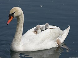 A female mute swan carrying three cygnets between her wings