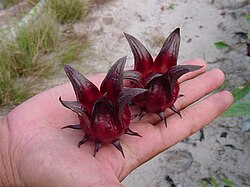 After blooming, the sepals of Hibiscus sabdariffa expand into an edible accessory fruit.
