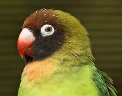 Black-cheeked lovebird with pin feathers