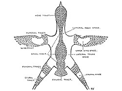 Pterylosis (feather arrangement) of a typical passerine