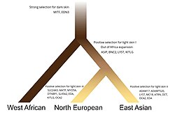 Evolutionary model of human pigmentation in three continental populations