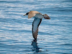 Cory's shearwater in flight, showing the wingtip 'shearing' the sea surface