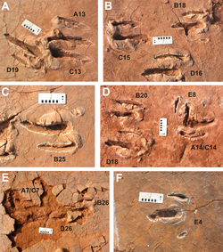 Tracks of the ichnogenus Paravipus didactyloides, interpreted as representing two individuals that were moving in the same direction[74]