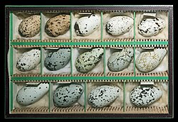 Murre eggs