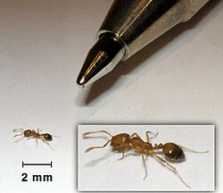 The tiny pharaoh ant is a major pest in hospitals and office blocks; it can make nests between sheets of paper.