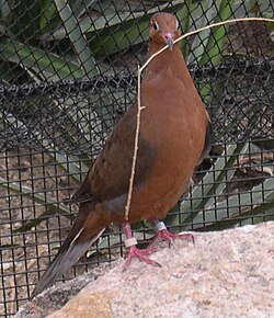 The Socorro dove (Zenaida graysoni) is extinct in the wild.
