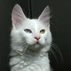 Angora cat with odd eyes (heterochromia), which is common among the Angoras