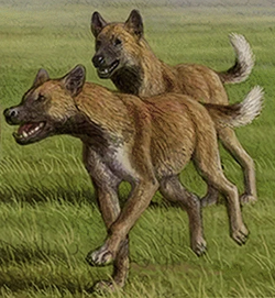Artistic reconstruction by Mauricio Antón of Xenocyon, a possible ancestral genus