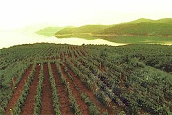 Shandong coastal vineyards