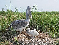 An adult brown pelican with a chick in a nest in Chesapeake Bay, Maryland, US. This species will nest on the ground when no suitable trees are available.[50]