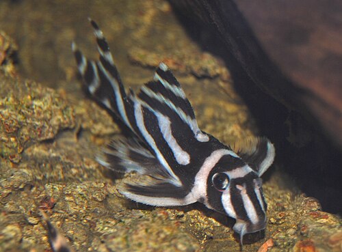 Hypancistrus zebra, one of the species found only in the Volta Grande.