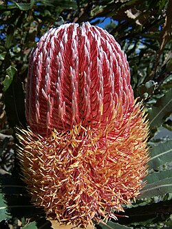 The sequential anthesis of the individual flowers in this Banksia menziesii inflorescence has begun.