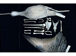Bird-preservation techniques