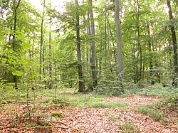 forest clearing with leaf strewn floor, low plants and saplings, and tall trees partly obscuring the sky