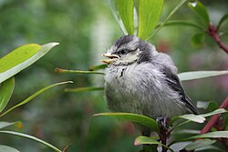 Juvenile in Pimlico, London