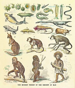The human pedigree recapitulating its phylogeny back to amoeba shown as a reinterpreted chain of being with living and fossil animals. From a critique of Ernst Haeckel's theories, 1873.